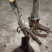 各种奇形怪状树桩，火棘，水杨梅，金蛋子，大小都有货。