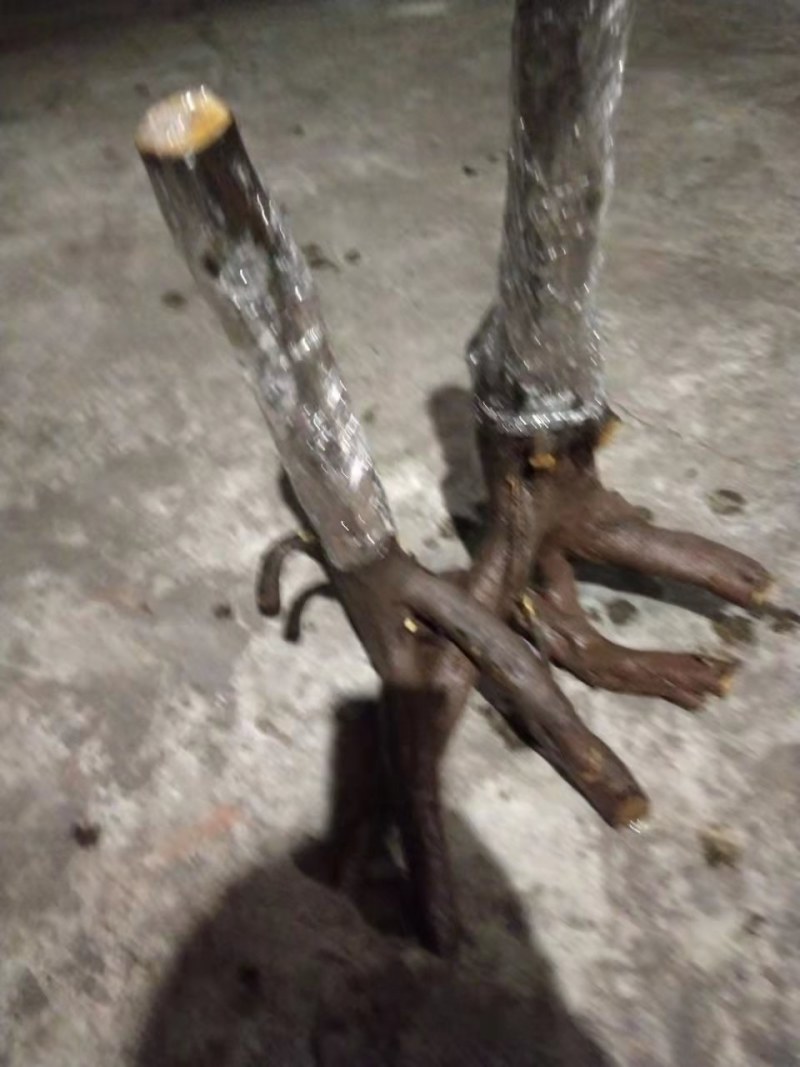 各种奇形怪状树桩，火棘，水杨梅，金蛋子，大小都有货。