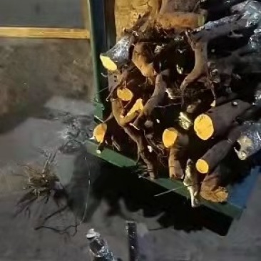 各种奇形怪状树桩，火棘，水杨梅，金蛋子，大小都有货。