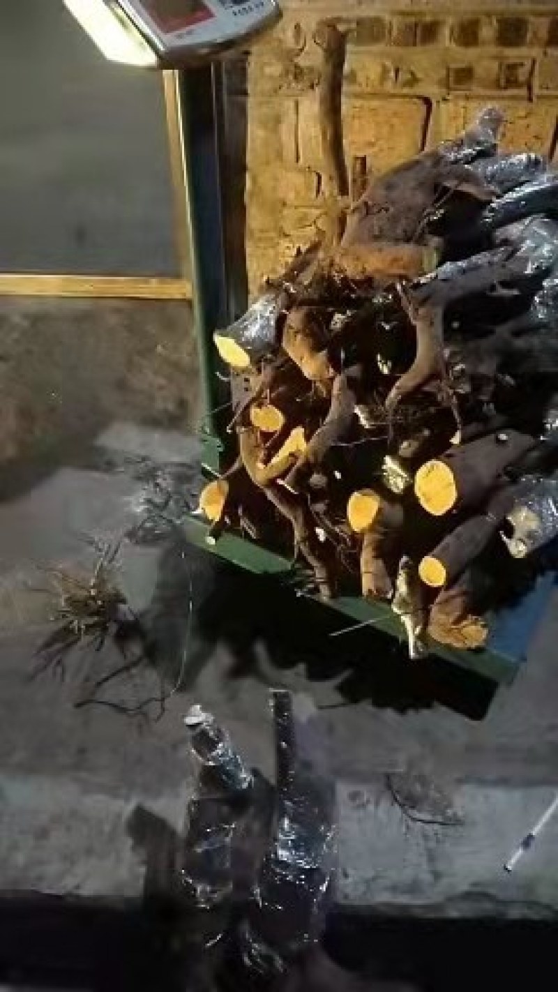 各种奇形怪状树桩，火棘，水杨梅，金蛋子，大小都有货。