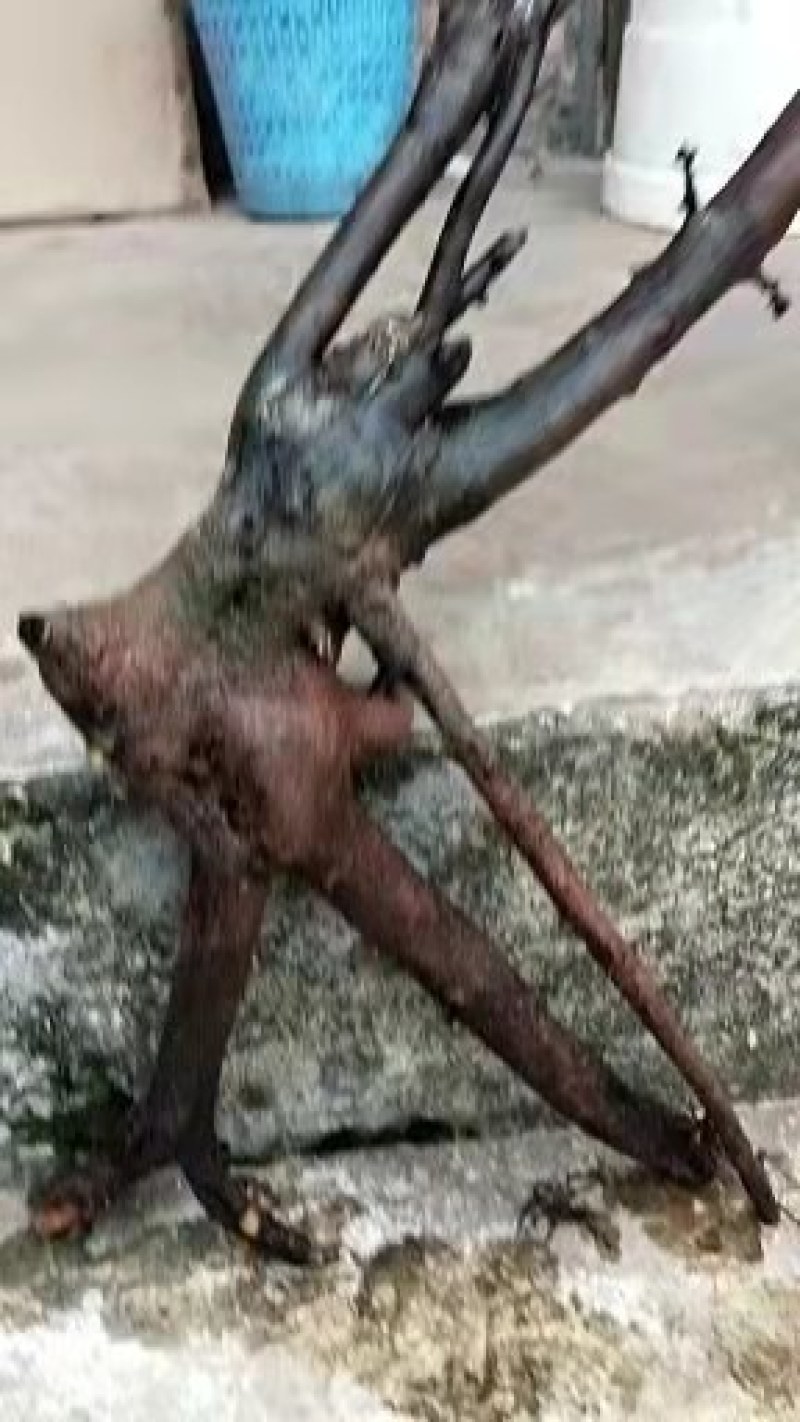 各种奇形怪状树桩，火棘，水杨梅，金蛋子，大小都有货。