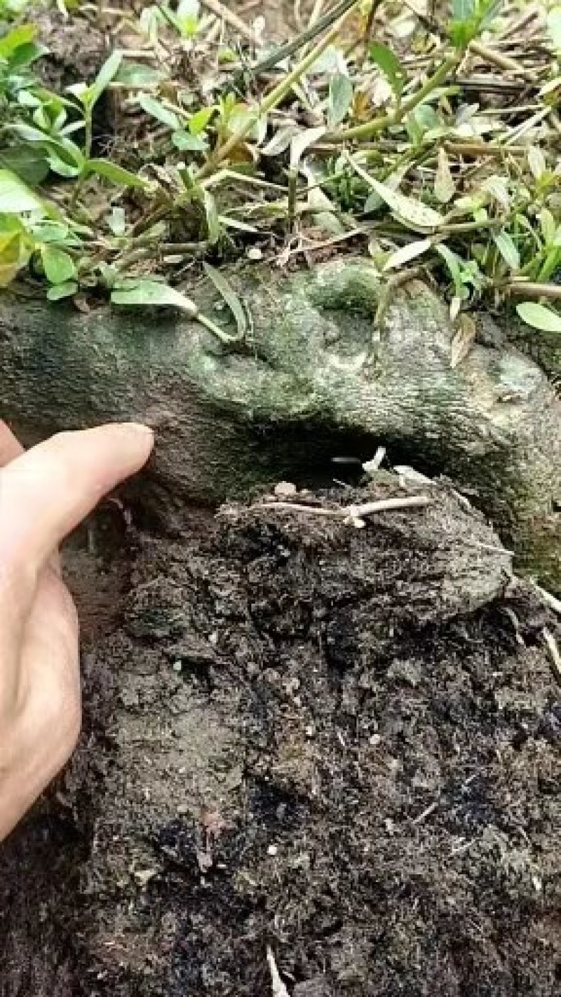 各种奇形怪状树桩，火棘，水杨梅，金蛋子，大小都有货。
