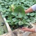 睡莲自产自销睡莲种植基地睡莲60万低价处理