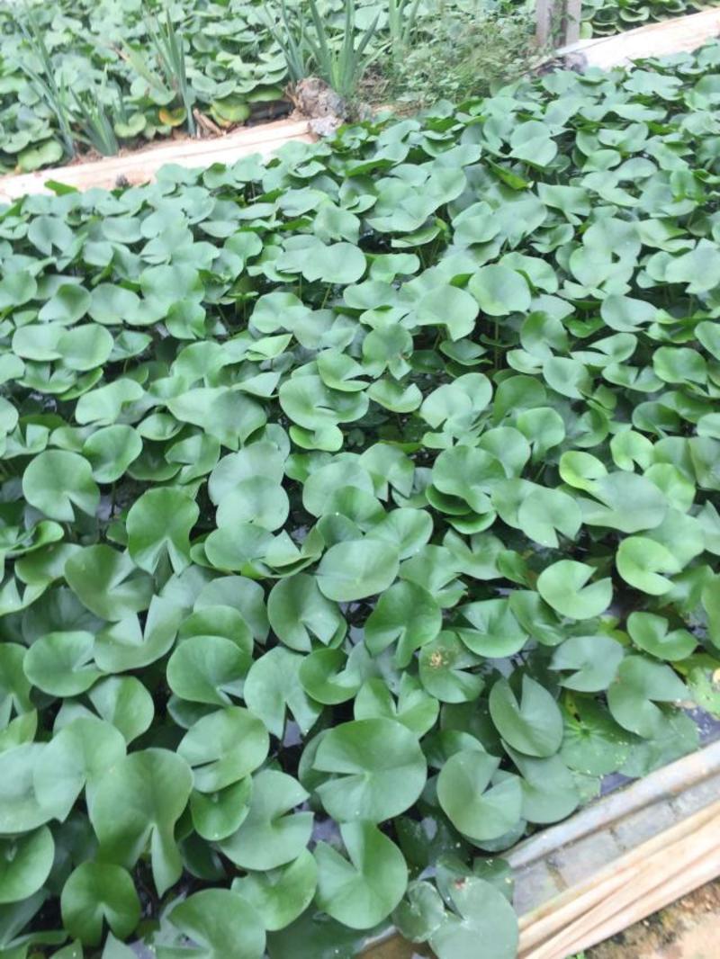 睡莲种植基地睡莲批发价格。50万低价处理。