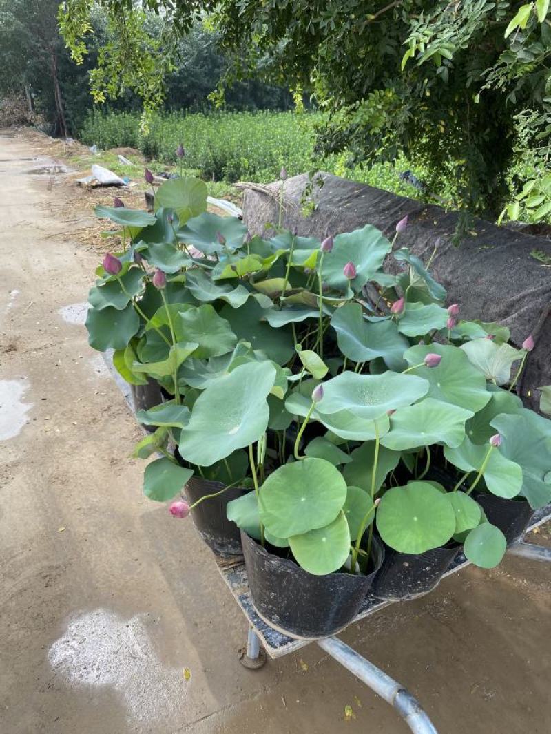碗莲自产自销碗莲种植基地。低价处理。