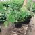 碗莲自产自销碗莲种植基地。低价处理。