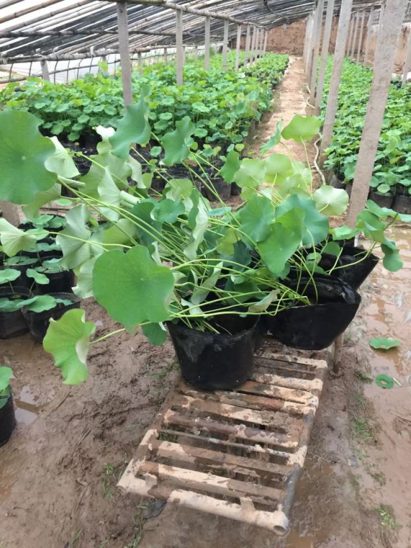 碗莲自产自销碗莲种植基地。低价处理。