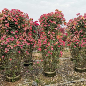 【优选】月季花瓶花色规格齐全苗圃直供量大优惠