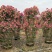【优选】月季花瓶花色规格齐全苗圃直供量大优惠