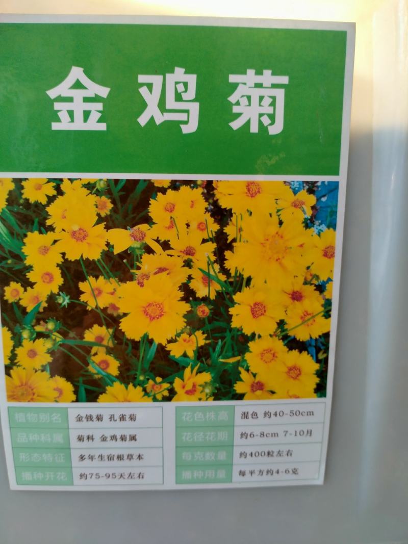 金鸡菊园艺花卉种子金菊大锦鸡菊花籽春秋播种多年生宿根简单