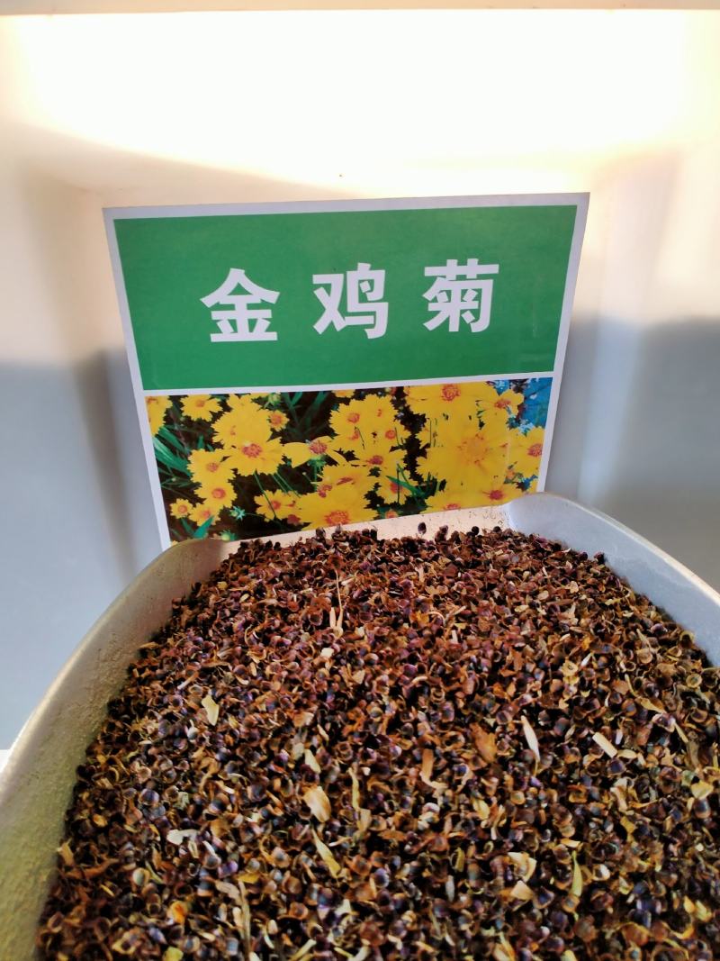 金鸡菊园艺花卉种子金菊大锦鸡菊花籽春秋播种多年生宿根简单