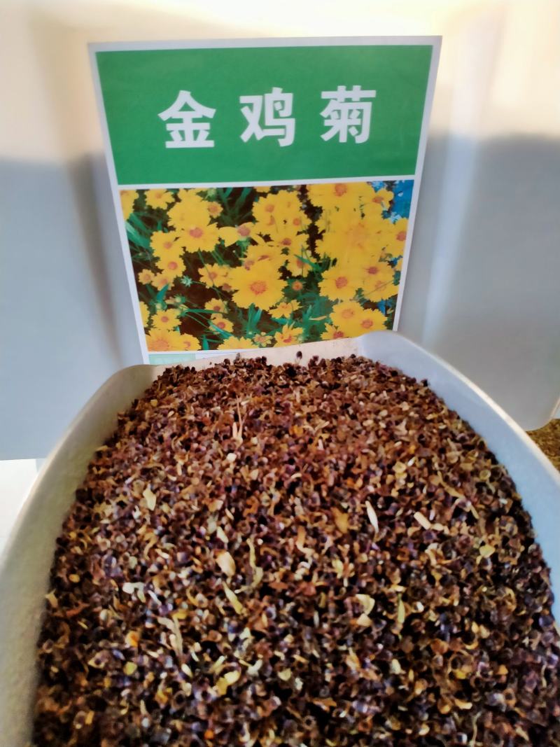 金鸡菊园艺花卉种子金菊大锦鸡菊花籽春秋播种多年生宿根简单