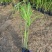 旱伞草自产自销旱伞草种植基地旱伞草60万低价处理