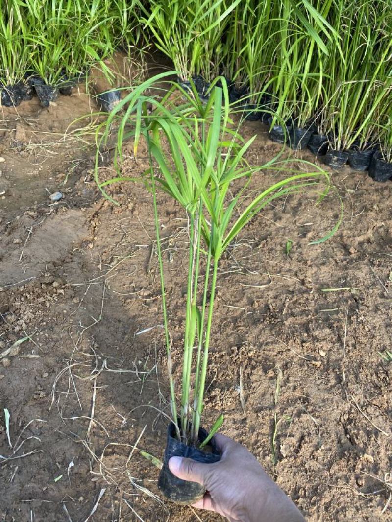 旱伞草自产自销旱伞草种植基地旱伞草60万低价处理