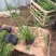 旱伞草自产自销旱伞草种植基地旱伞草60万低价处理