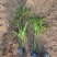 旱伞草自产自销旱伞草种植基地旱伞草60万低价处理