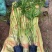 旱伞草自产自销旱伞草种植基地旱伞草60万低价处理