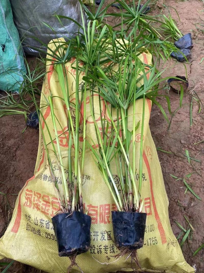 旱伞草自产自销旱伞草种植基地旱伞草60万低价处理