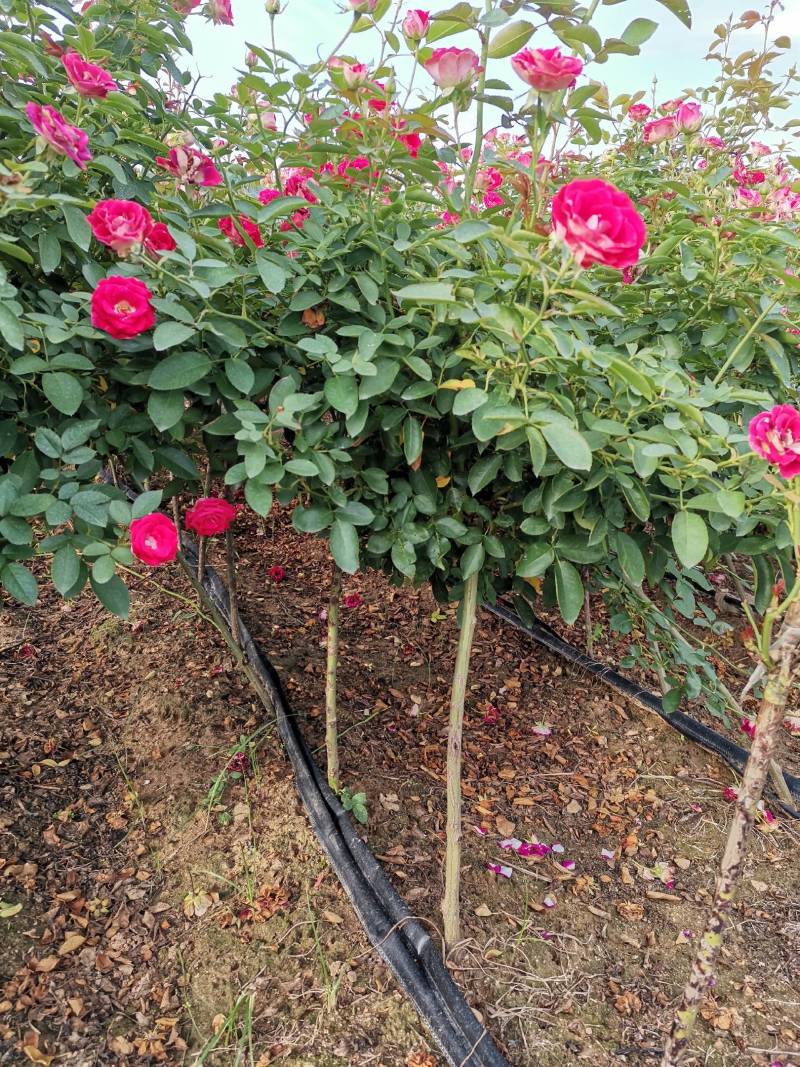 小青杆月季，花色多，质量优，常年供应，欢迎光临