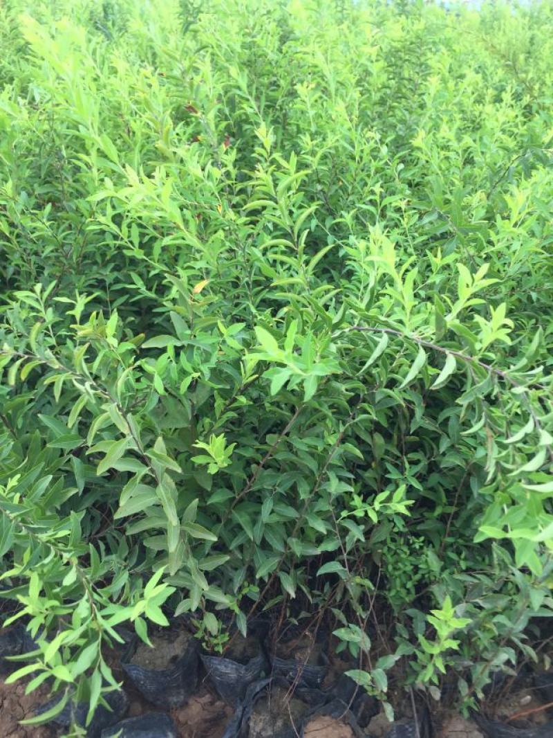 喷雪花自产自销喷雪花基地直销喷雪花种植基地