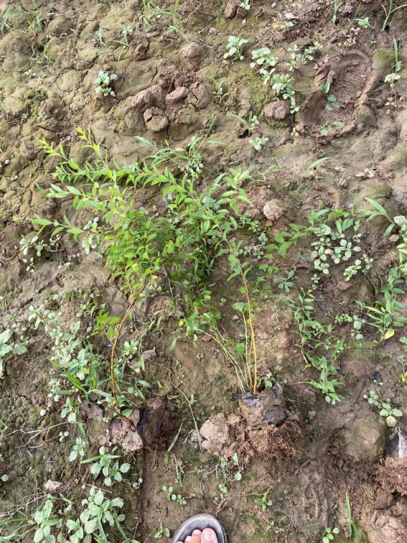 喷雪花自产自销喷雪花基地直销喷雪花种植基地