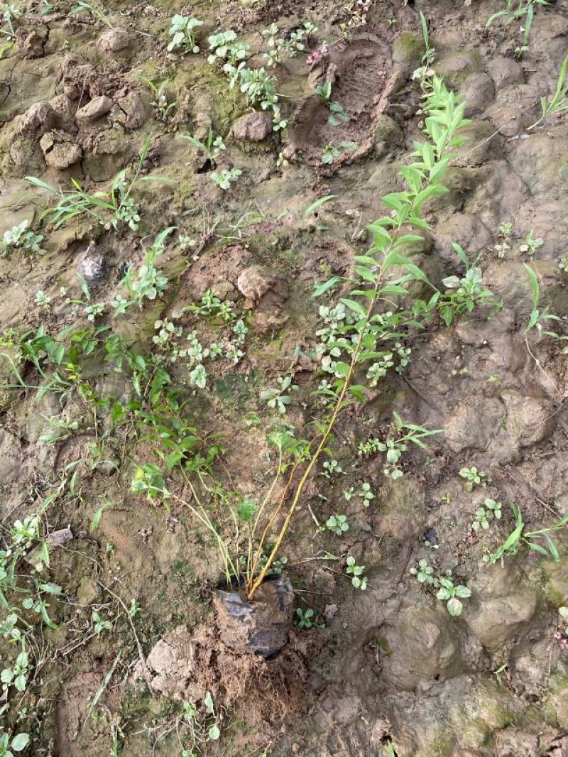 喷雪花自产自销喷雪花基地直销喷雪花种植基地