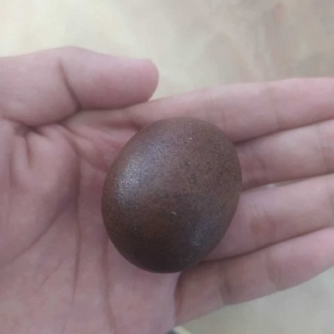 羊结石，鉴定过，有证书真品