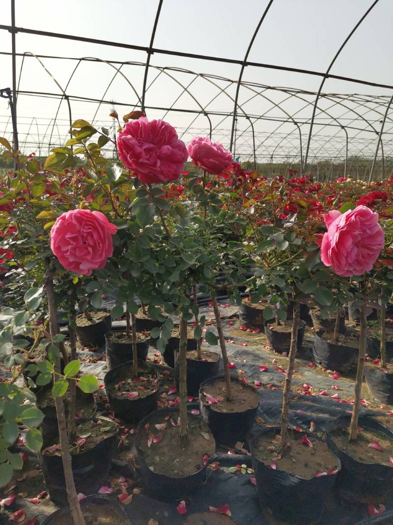 小青杆月季，花色多，质量优，常年供应，欢迎光临