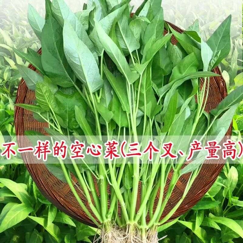正宗三叉空心菜种子中蔬青梗大叶三叉空心菜籽高产耐热耐湿