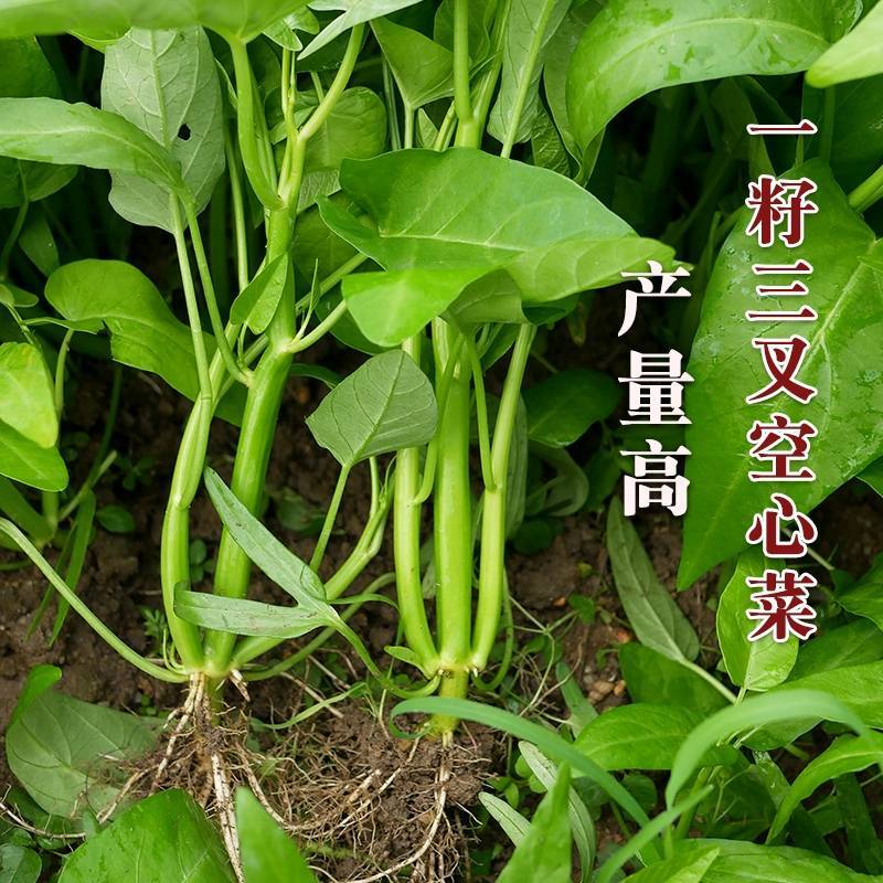 正宗三叉空心菜种子中蔬青梗大叶三叉空心菜籽高产耐热耐湿