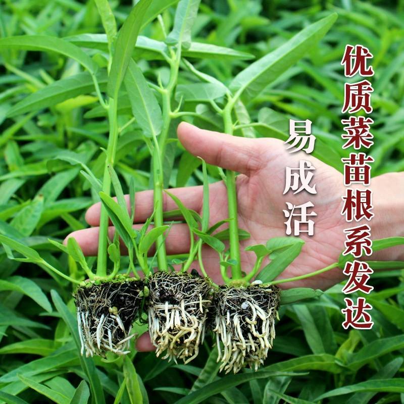 正宗三叉空心菜种子中蔬青梗大叶三叉空心菜籽高产耐热耐湿