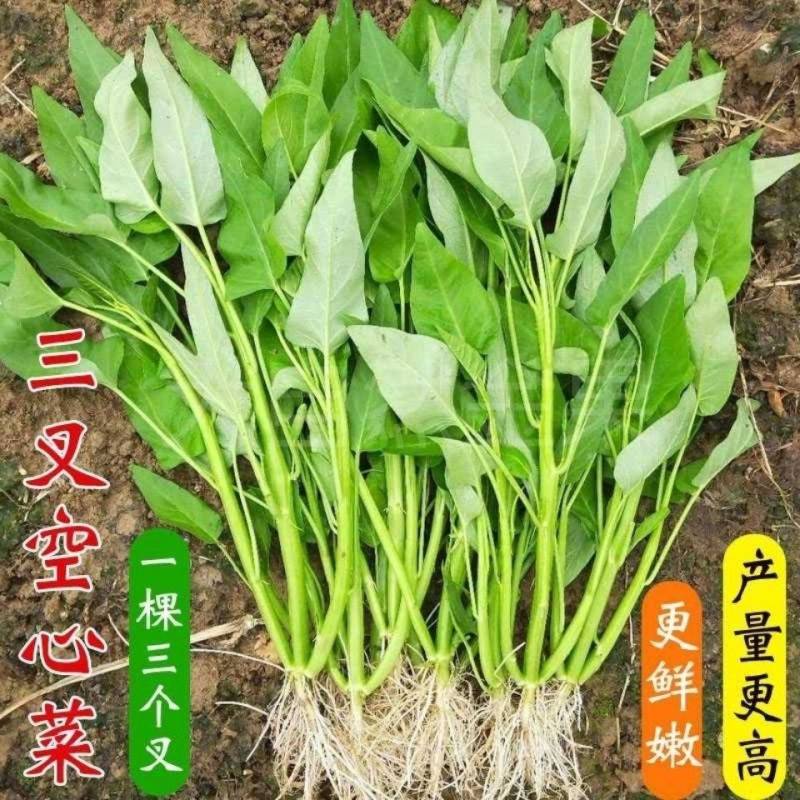 正宗三叉空心菜种子中蔬青梗大叶三叉空心菜籽高产耐热耐湿