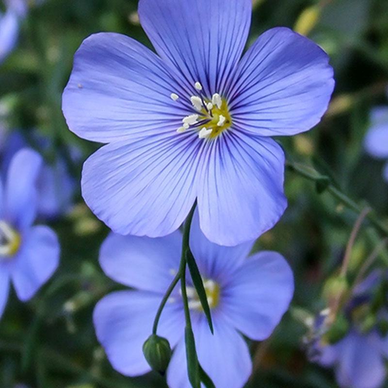 蓝花亚麻种子，兰花亚麻种籽花籽花种四季易活开花