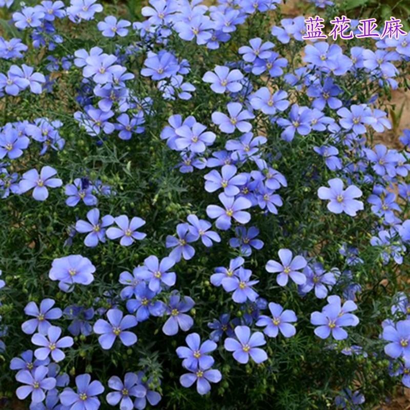 蓝花亚麻种子，兰花亚麻种籽花籽花种四季易活开花