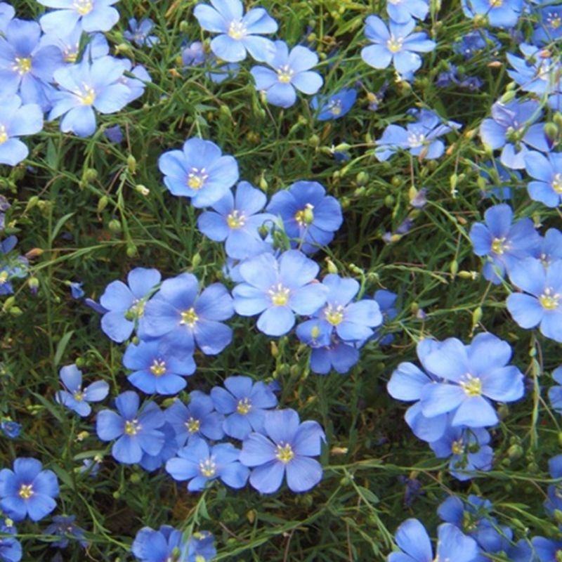 蓝花亚麻种子，兰花亚麻种籽花籽花种四季易活开花