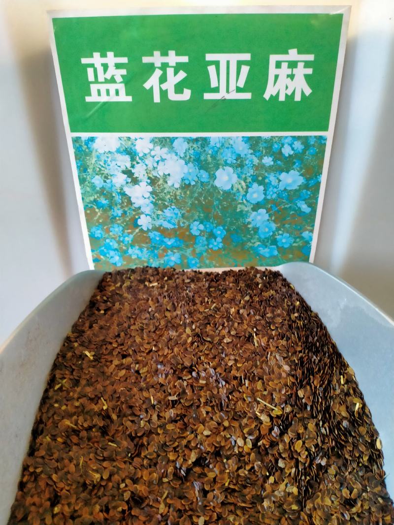 蓝花亚麻种子，兰花亚麻种籽花籽花种四季易活开花