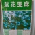 蓝花亚麻种子，兰花亚麻种籽花籽花种四季易活开花