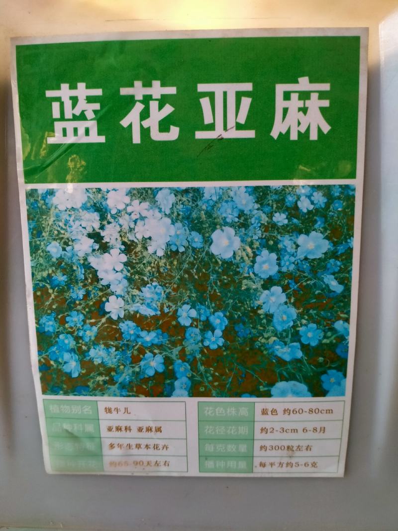 蓝花亚麻种子，兰花亚麻种籽花籽花种四季易活开花