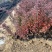 红叶小檗自产自销红叶小檗种植基地。500万低价处理