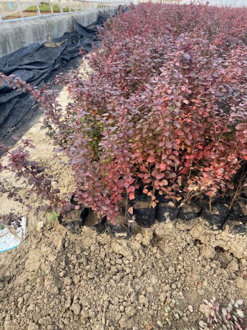 红叶小檗自产自销红叶小檗种植基地。500万低价处理