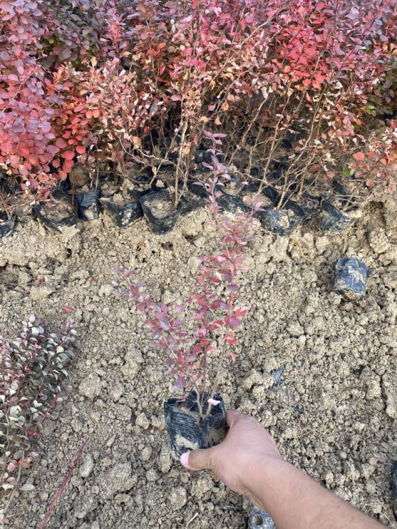 红叶小檗自产自销红叶小檗种植基地。500万低价处理