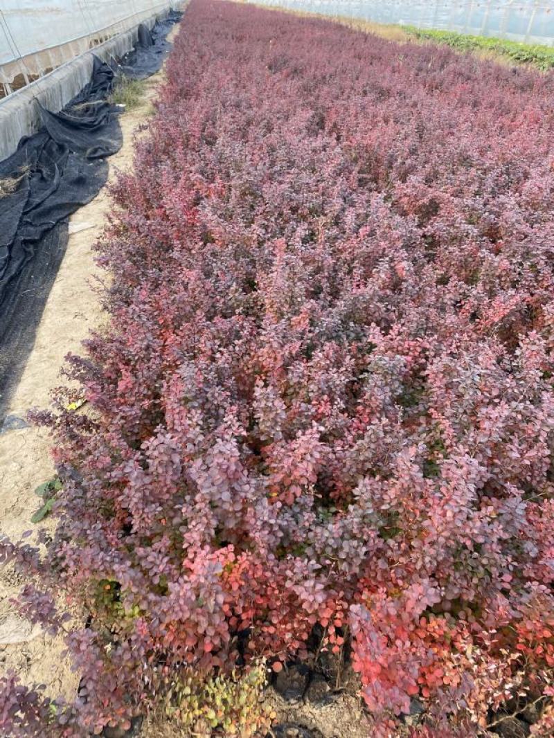 红叶小檗自产自销红叶小檗种植基地。500万低价处理