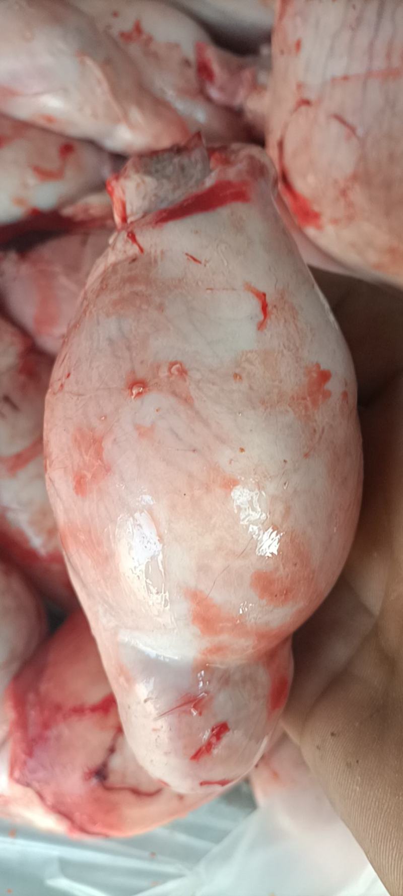 鲜羊蛋