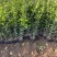 大叶黄杨种植基地200万大叶黄杨直销。低价处理。
