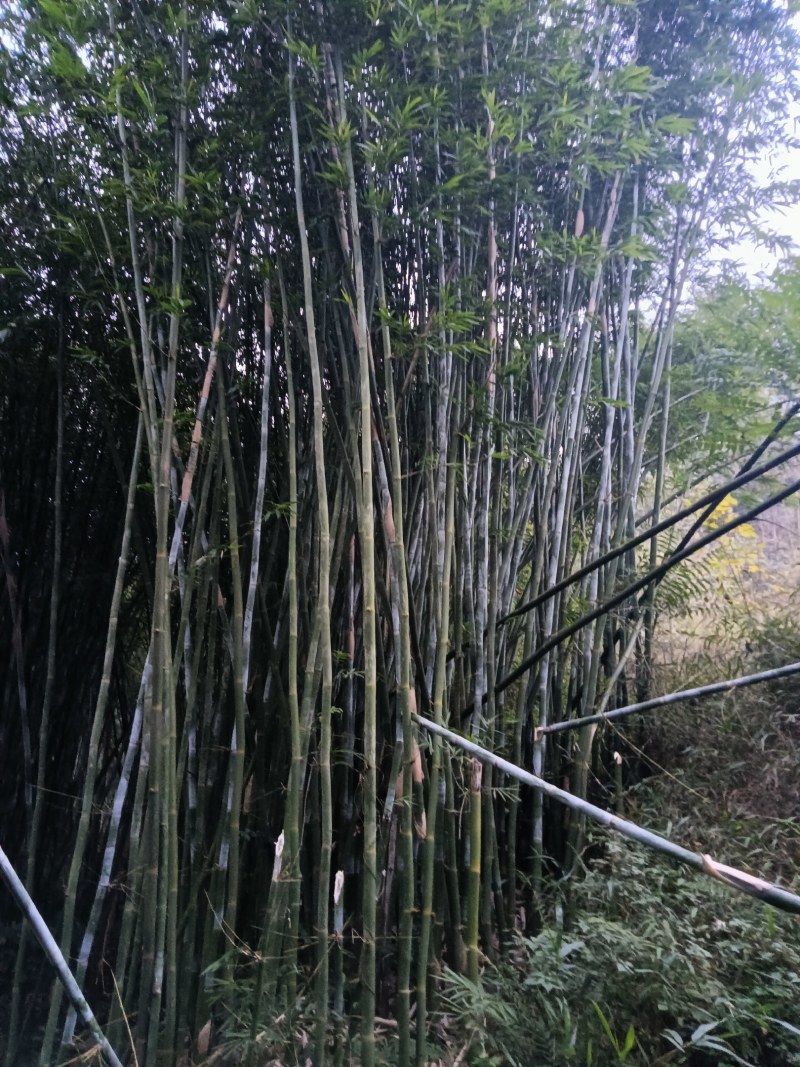 竹苗