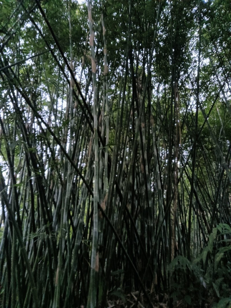 竹苗