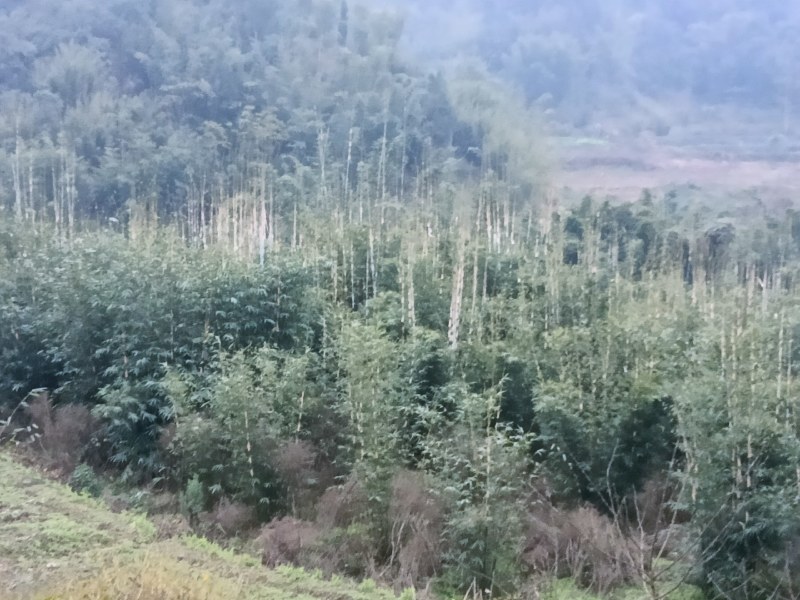 竹苗