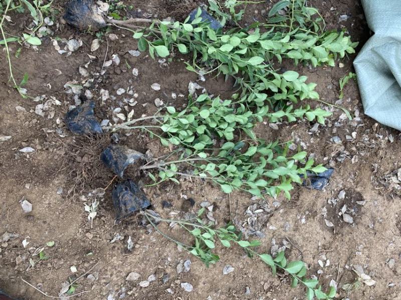 卫矛自产自销卫矛种植基地卫矛批发