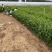 卫矛种植基地卫矛100万直销。低价处理。