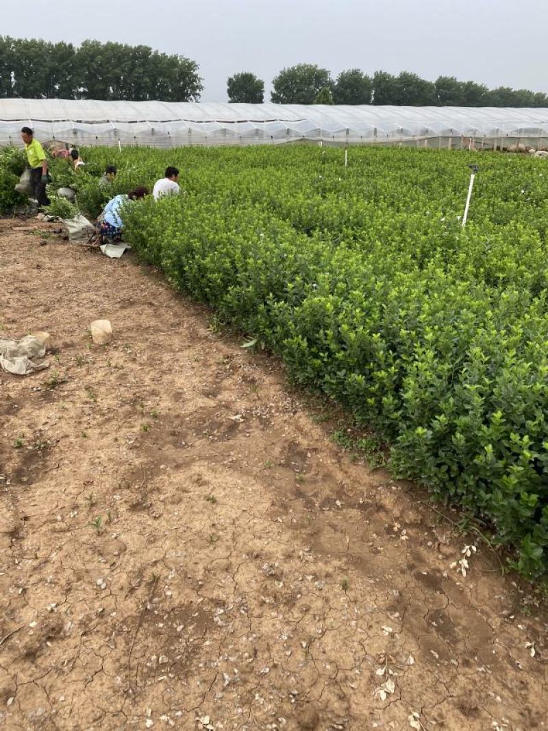 卫矛种植基地卫矛100万直销。低价处理。